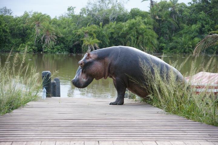 Rubondo Island National Park – BLiT Safaris